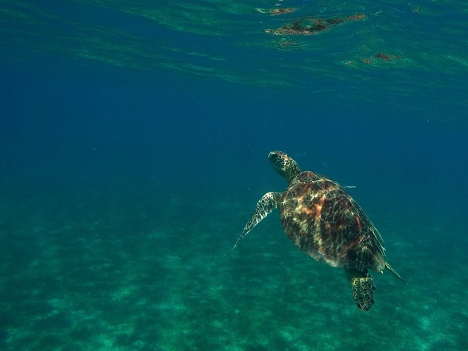 DCIM101GOPROGOPR4004.