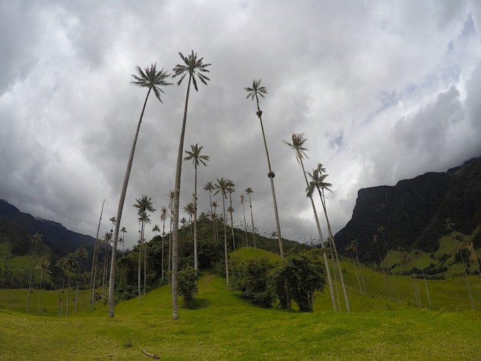 Wachspalmen im Valle de Cocora